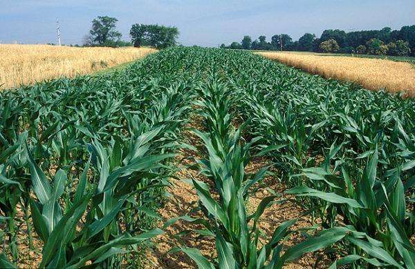 corn