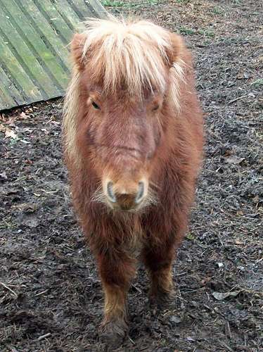Funny Horse