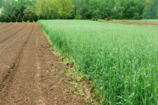 Building-Soils-With-Cover-Crops