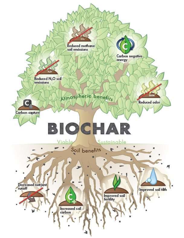 biochar tree