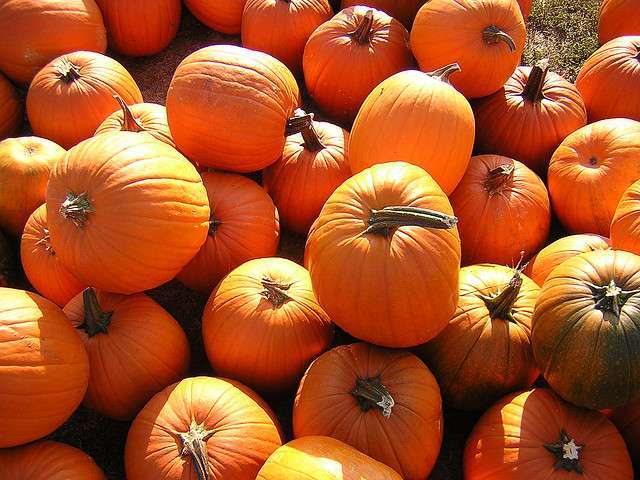 pumpkin