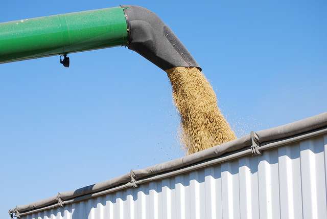 soybeans