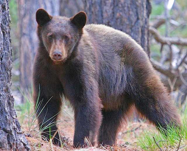 Black bear sightings in Missouri Rural Messenger