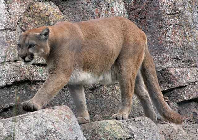 Mountain Lions Keep Wandering Into Missouri And Sometimes Kansas Rural Messenger [ 452 x 640 Pixel ]