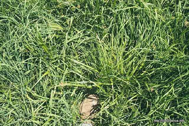 Tall fescue considered the best grass for Kansas lawns - Rural Messenger