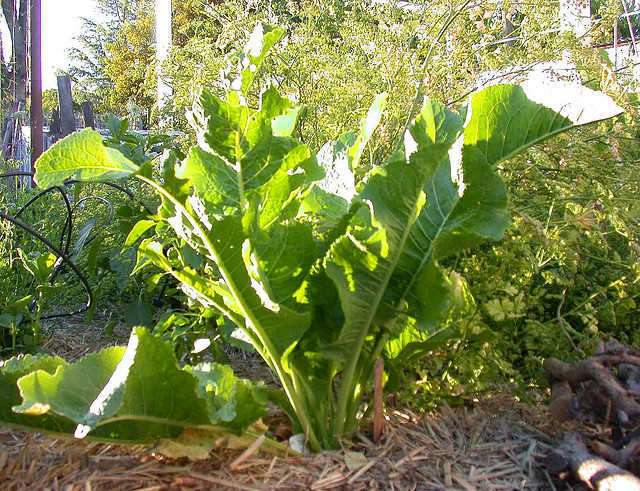 Photo Credit: Flickr - Horseradish by graibeard