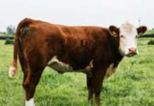 Beef Cattle