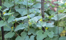 How To Grow Your Best Crop Of Cucumbers Ever! - Rural Messenger