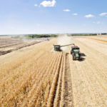 wheat harvest