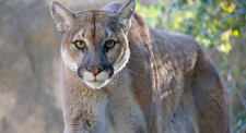 Mountain lion sightings increasing in Kansas, here’s where - Rural ...