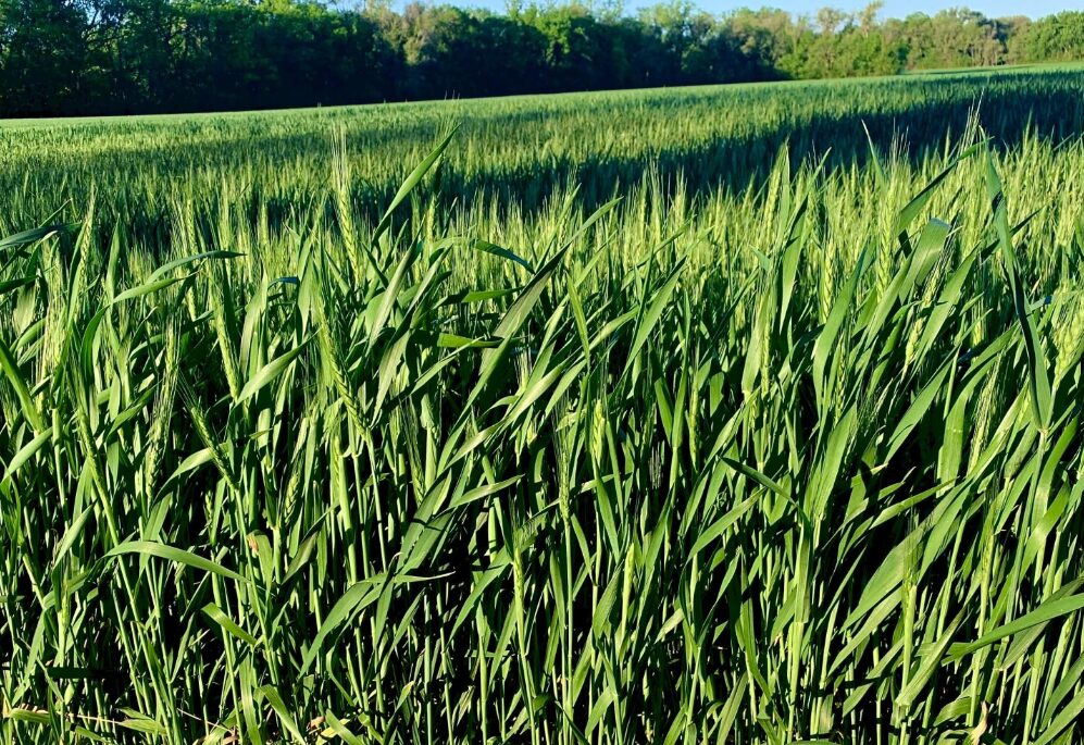 After spotty April rains, Kansas wheat still has the blues - Rural ...